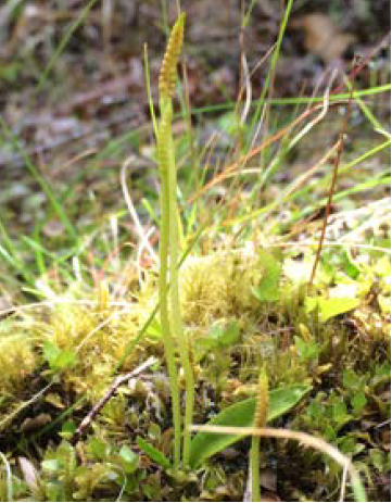 Ophioglossum coriaceum
