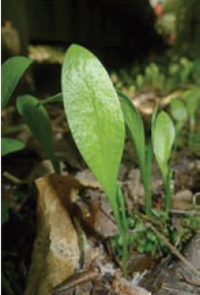 Ophioglossum coriaceum