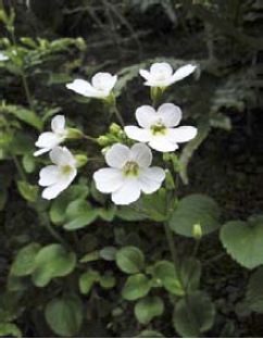 Ourisia macrophylla