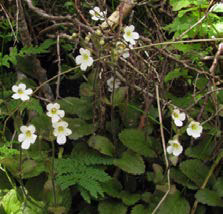 Ourisia macrophylla