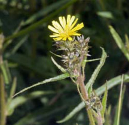 Picris burbidgeae