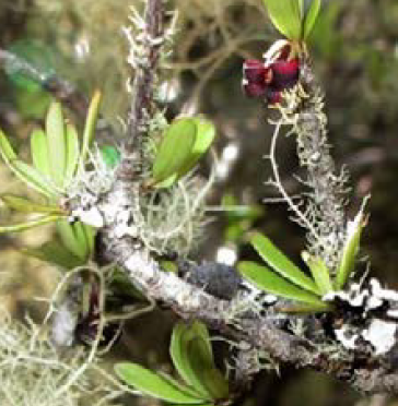 Pittosporum divaricatum