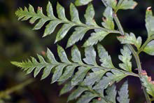 Polystichum oculatum