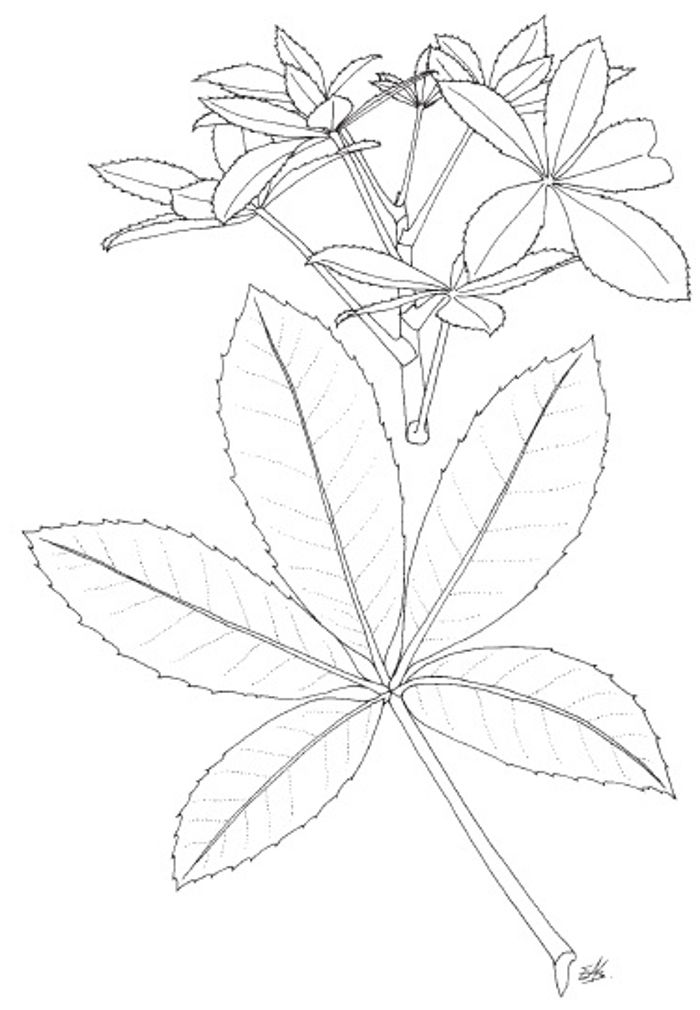 Pseudopanax colensoi