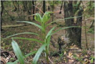 Pterostylis banksii