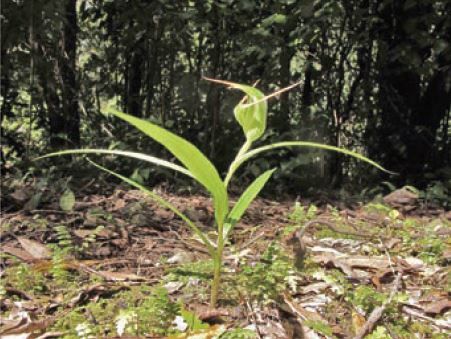 Pterostylis banksii