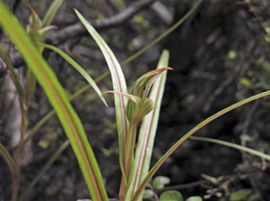 Pterostylis irsoniana