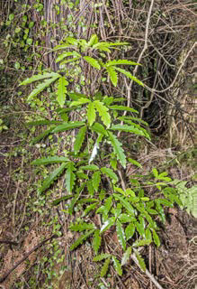 Raukauaua edgerleyi