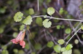 Rhabdothamnus solandri