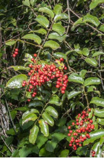 Ripogonum scandens