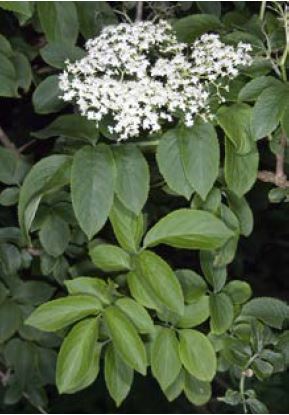 Sambucus nigra