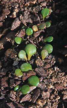 Selliera rotundifolia