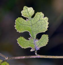 Streblus heterophyllus