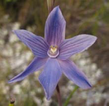 Thelymitra cyanea