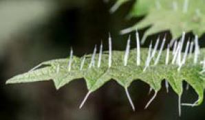 Urtica ferox