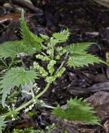 Urtica incisa