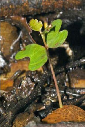 hard beech seedling