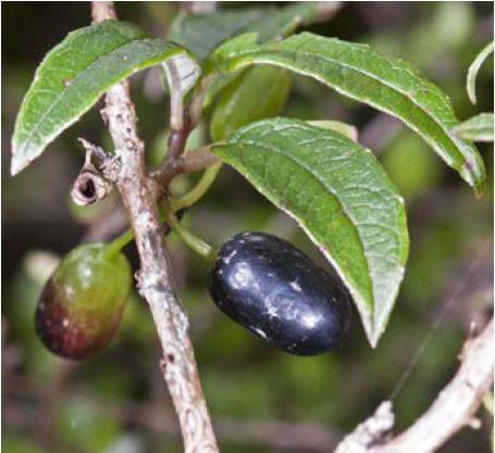 kotukutuku / <i>Fuchsia excorticata</i>