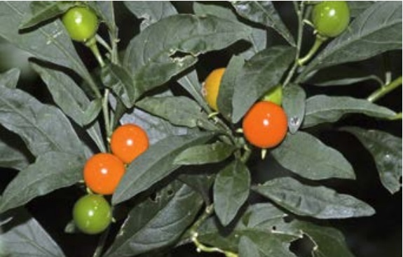 Jerusalem cherry