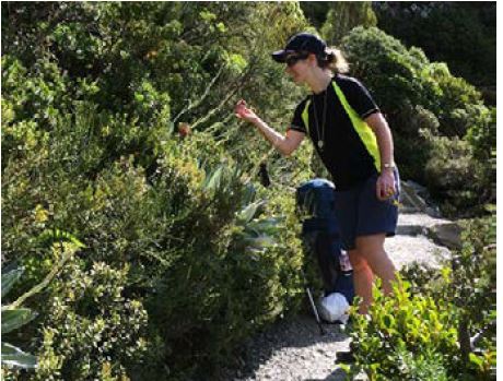 Jess collecting Celmisia armstrongii