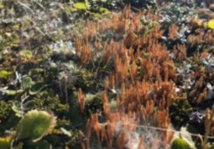 Lycopodium fastigiatum