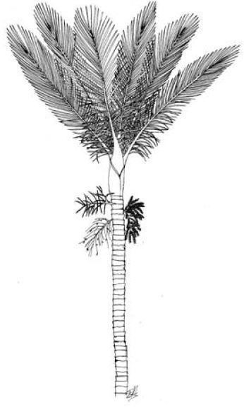 Nikau