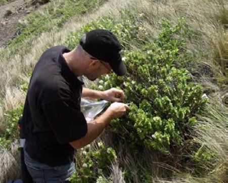 Rewi Elliot collecting <i>Veronica</i> seed