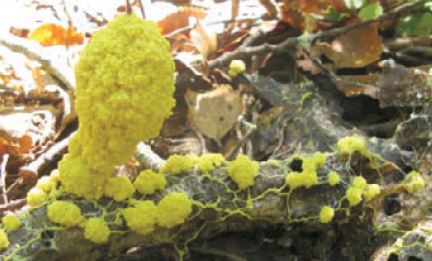 Slime mould