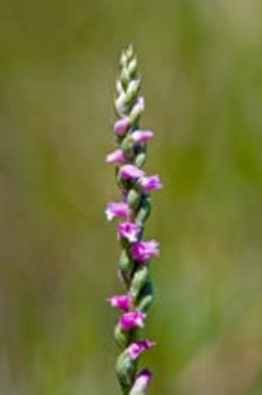 Spiranthes novae-zelandiae